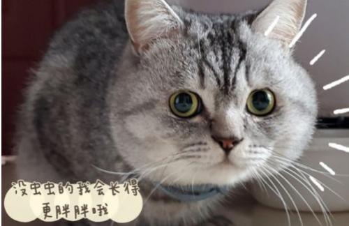  [财经]猫咪体外驱虫用什么？索来多项圈别错过