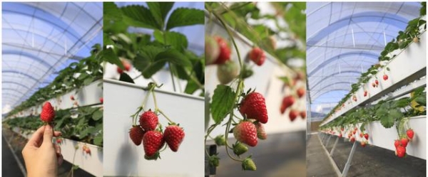  一年用掉近3000吨草莓的奈雪，背后是供应链数字化持续投入