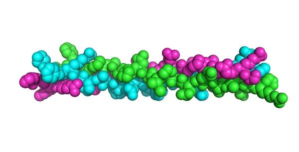  了解了胶原蛋白的原理，才知道人源化III型胶原蛋白的成功