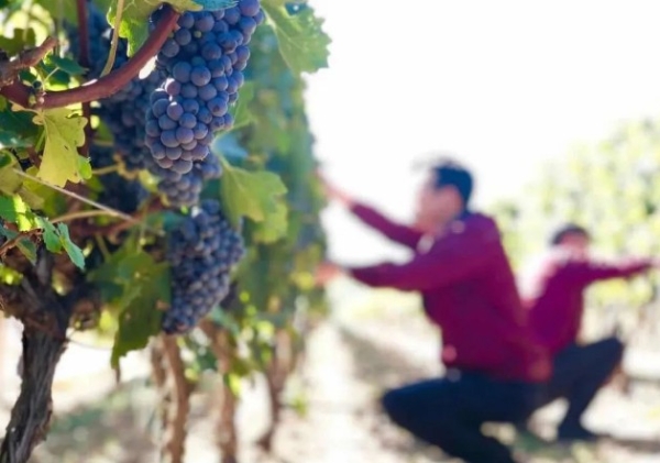  解读长城五星葡萄酒的品质密码：精细化管理的葡萄园