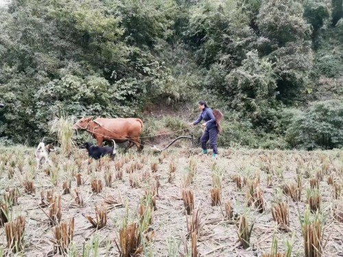 24岁回乡种地，她在抖音电商过上我们向往的生活