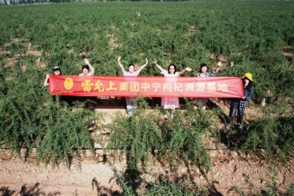 塞上引得黄河水，孕育枸杞一片金 丨雷允上集团宁夏枸杞溯源行