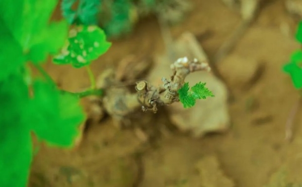  长城桑干酒庄进入“萌发”阶段，尽情演绎美酒的故事