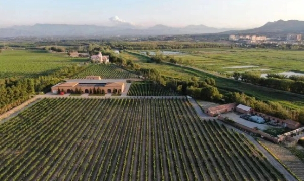  长城桑干酒庄进入“萌发”阶段，尽情演绎美酒的故事