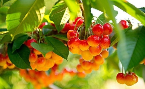  “京西山河美，海淀樱桃红”，海淀区第二十二届樱桃文化节如约来袭！