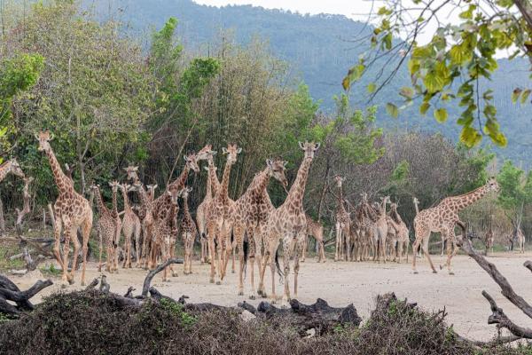 清远长隆世界珍稀野生动植物种源基地构建世界一流生物多样性保护示范区