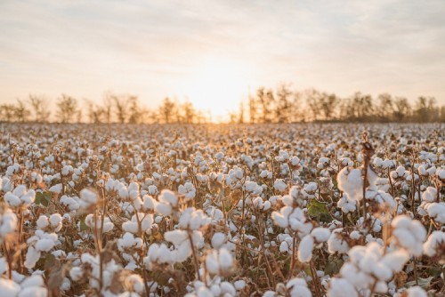 全棉时代参与棉花可持续生产标准制定，推动“中国可持续棉花”发展