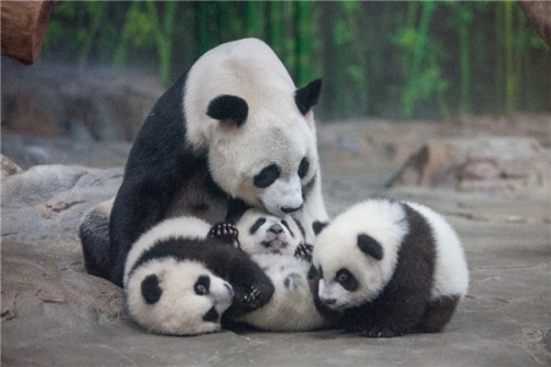 全球唯一大熊猫三胞胎快八岁啦！长隆邀请双胞胎多胞胎小朋友免票畅玩野生动物世界