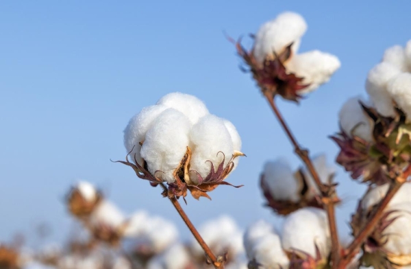 全棉时代获评“2022年度低碳榜样”，赋能绿色棉花产业