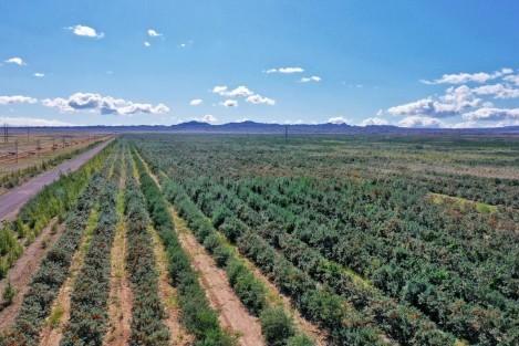 产业助农获认可，汇源布尔津公司获评“地区农业产业化重点龙头企业”