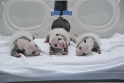 全球唯一大熊猫三胞胎快八岁啦！长隆邀请双胞胎多胞胎小朋友免票畅玩野生动物世界