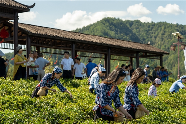 宁红故里再出发，“祁门红茶”环中国自驾游集结赛——万里茶道修水站发车