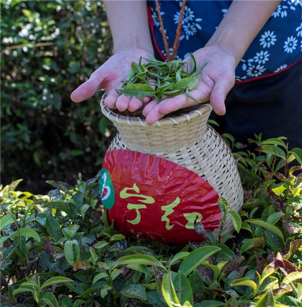 宁红故里再出发，“祁门红茶”环中国自驾游集结赛——万里茶道修水站发车