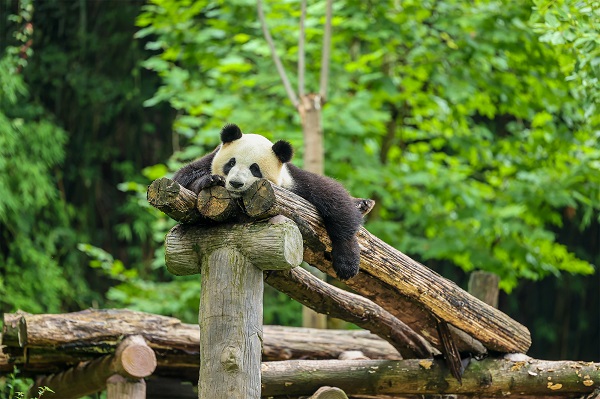 守护大熊猫宜居环境 COLMO空调为国宝撑起一方清凉