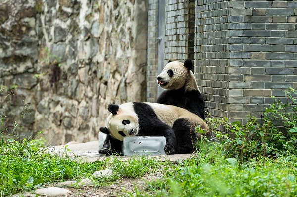 守护大熊猫宜居环境 COLMO空调为国宝撑起一方清凉