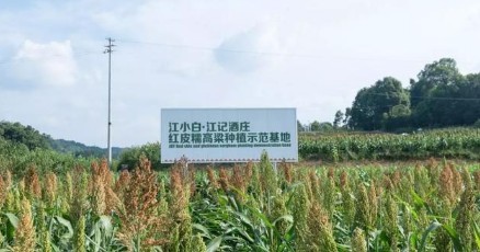 陶石泉：江小白“以酒生花”，激活江津地区一条全产业链