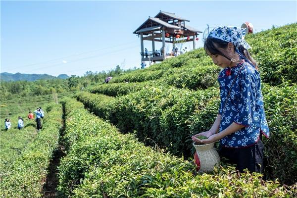 宁红故里再出发，“祁门红茶”环中国自驾游集结赛——万里茶道修水站发车