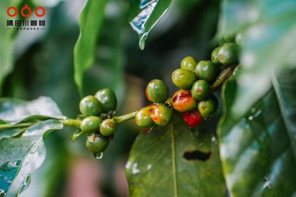 For the children of coffee farmers, Sumida River Coffee and Hangzhou Asian Games jointly launched a new public welfare coffee