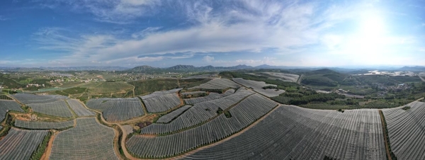 昭通苹果品牌“百花齐放”，苹果产业成为百姓致富的“金果果”