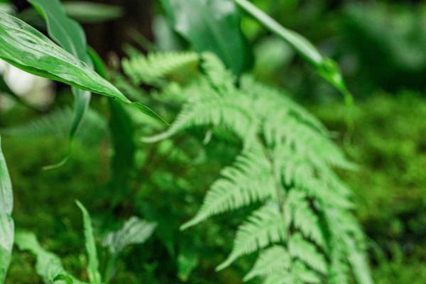 轻敏肌“福音”，植物医生携高山青刺果带来自然修护力