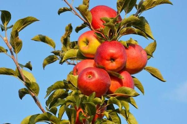 昭通苹果品牌“百花齐放”，苹果产业成为百姓致富的“金果果”