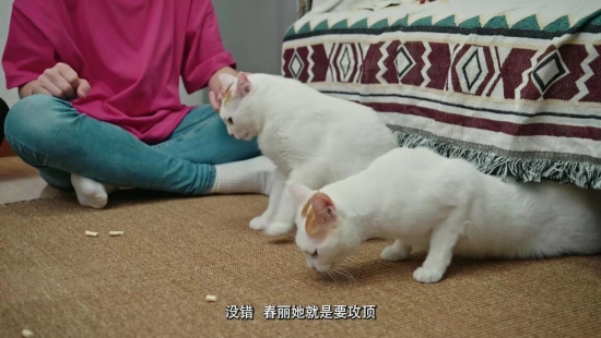 叛逆猫咪变形记 麦富迪barf食谱天然粮养猫闭眼入