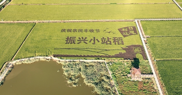 在希望的田野上话“丰”景 天津食品集团积极投身小站稻产业振兴 努力为百姓“米袋子”装好粮