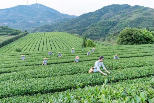 八马茶业：以茶助农，持续释放向善正能量