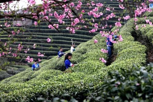 三江早春茶惊喜亮相2022广西三江茶“电商消费节”，让侗乡茶韵飘天下