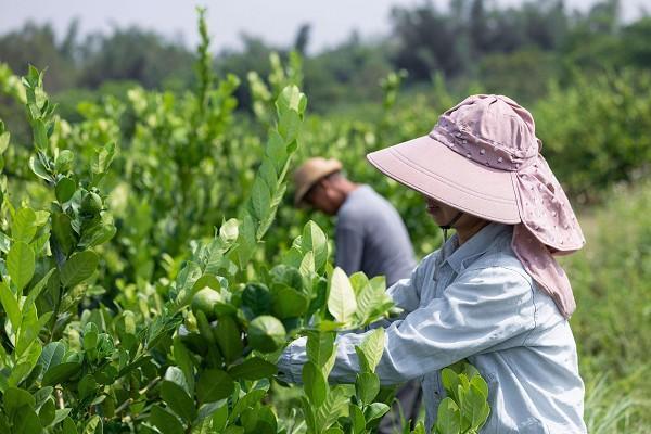 多个水果基地喜迎丰收！喜茶发展新茶饮供应链助力乡村振兴