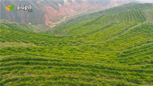 中国绿化基金会碳中和公益林多重效益厚“植”绿水青山