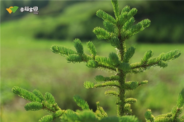 中国绿化基金会碳中和公益林多重效益厚“植”绿水青山