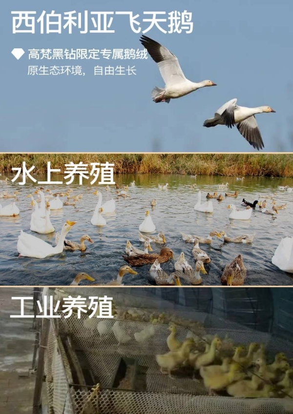 张柏芝空降高梵直播间 高梵坚定做中国鹅绒服第一品牌