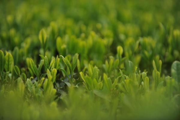 借势互联网+ “黄果树瀑布之乡”贵州安顺复兴绿茶产业