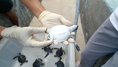 海合安深耕“从心向善 良性共生”的理念 助力25只小海龟安心“回家”