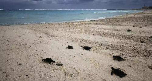 海合安深耕“从心向善 良性共生”的理念 助力25只小海龟安心“回家”