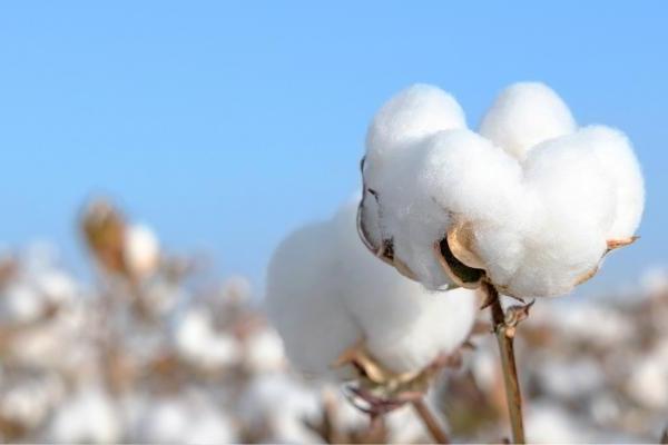 100%棉引领绿色消费，今年双11和全棉时代一起“挑对的”