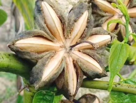 多年生星形果实植物--美藤果|印奇美藤果_TOM资讯