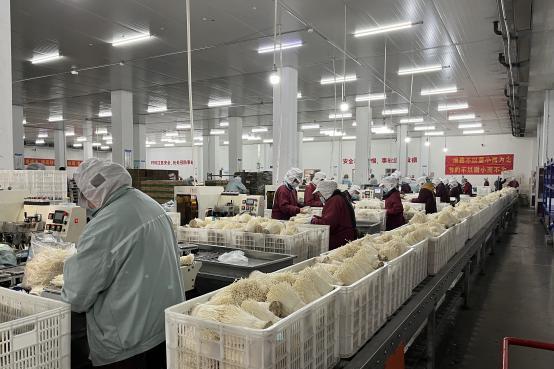 探访苏果超市菌菇生产基地“农超对接”让小菌菇“好卖”又“卖好”