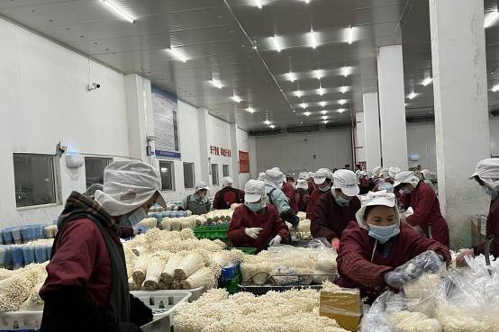 探访苏果超市菌菇生产基地“农超对接”让小菌菇“好卖”又“卖好”