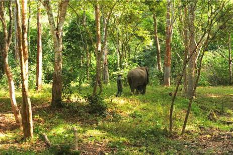  去雨林深处，听大象长吟，自然纪录片《寻象》正式上线！