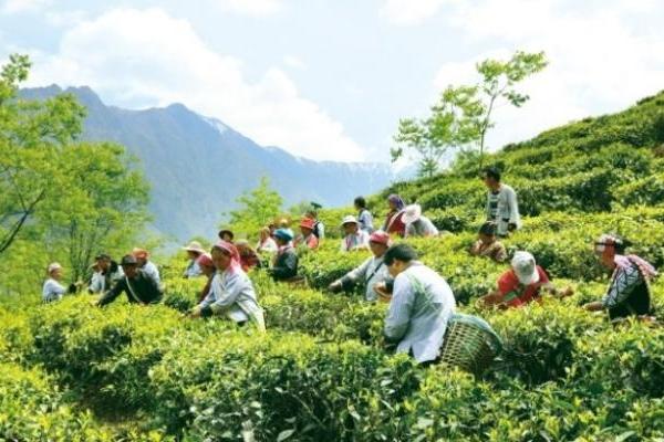 亚朵村的茶成“金叶子”，助力乡村振兴帮扶之路
