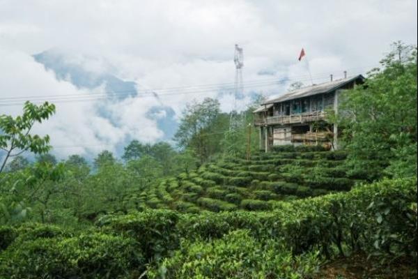 亚朵村的茶成“金叶子”，助力乡村振兴帮扶之路