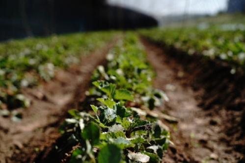 世界土壤日：朝日唯品发布《土壤白皮书》，寻求有机农业新答案