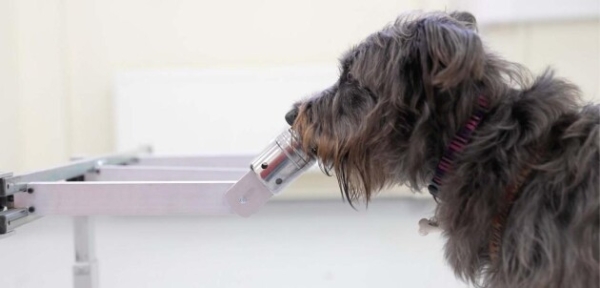  国外研究：狗通过嗅觉可以感知到人类的压力