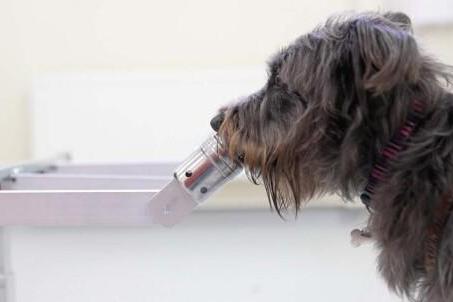  国外研究：狗通过嗅觉可以感知到人类的压力