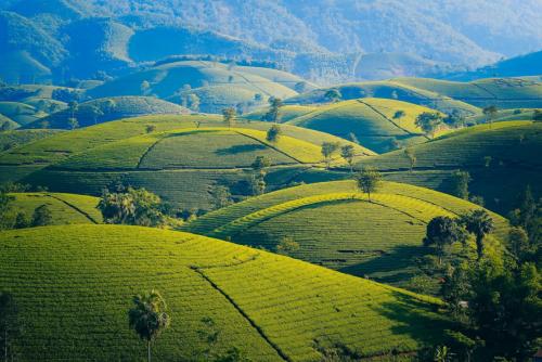 世界茶饮新趋势 ——东方树叶、麦多维多等中国乌龙茶品牌走向世界
