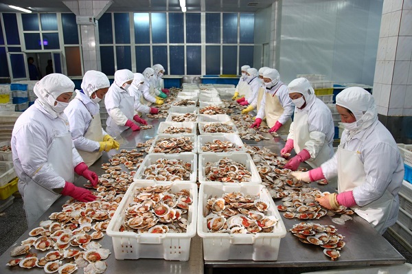 对接预制菜风口 今年“长海扇贝”产业蓄势崛起