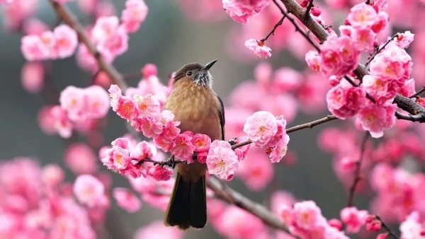 兔年伊始，艳阳度假广邀全国游客赏梅踏春