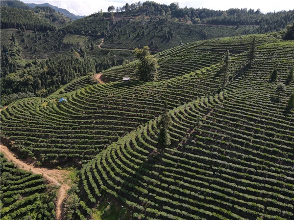  广西偏远小屯的“致富密码” ——国晶酒业成乡村振兴“模范样本”